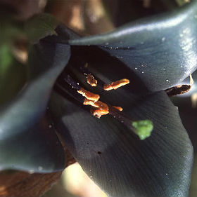 (image for) Puya \'Bromeliad Coerulea Hybrid\' 5 Seeds